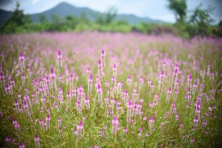 Đẹp yêu kiều cánh đồng hoa dền cát ở Phú Yên