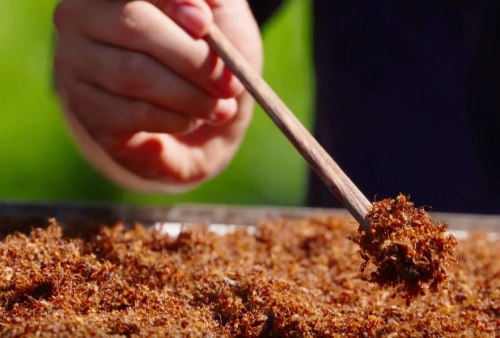 Bò Một Nắng 2 Sương Chấm Muối Nguyên Con Kiến Vàng - Ảnh 2