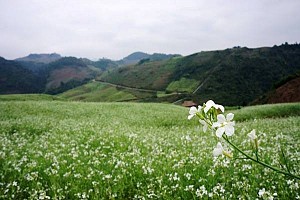 Du Lịch 3 Miền Học Hỏi Phong Tục Tết Nguyên Đán Du Lịch 3 Miền Học Hỏi Phong Tục Tết Nguyên Đán