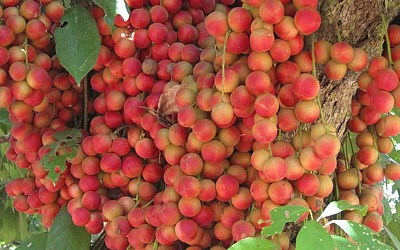Cao Nguyên Vân Hòa - Đà Lạt thứ hai Cao Nguyên Vân Hòa - Đà Lạt thứ hai
