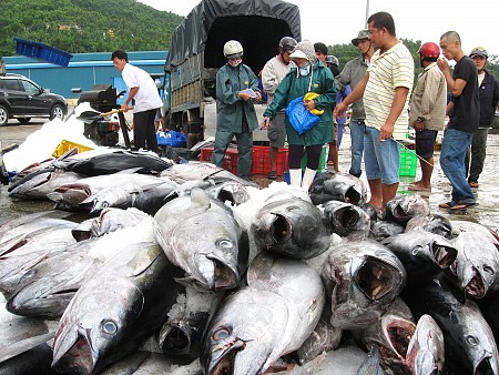 Phú Yên: Nhật Bản tiến hành thu mua, chế biến cá ngừ đại dương tại tỉnh