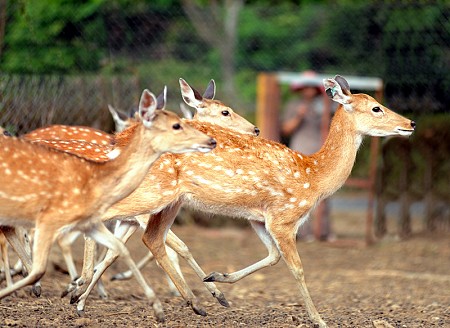 Vietstar Resort & Spa Phú Yên