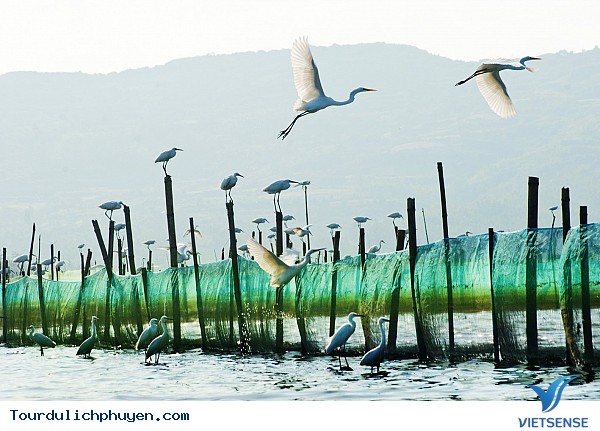 Vẻ đẹp Phú yên qua ống kính của nhiếp ảnh gia - Ảnh 2