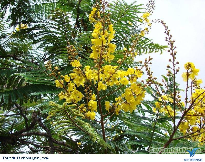 Ngây ngất với mùa hoa lim xẹt ở Phú Yên - Ảnh 2