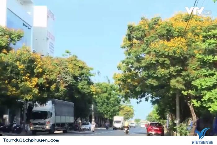 Ngây ngất với mùa hoa lim xẹt ở Phú Yên - Ảnh 3