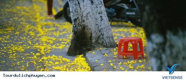 Ngây ngất với mùa hoa lim xẹt ở Phú Yên - Ảnh 4