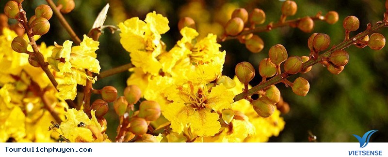 Ngây ngất với mùa hoa lim xẹt ở Phú Yên - Ảnh 1