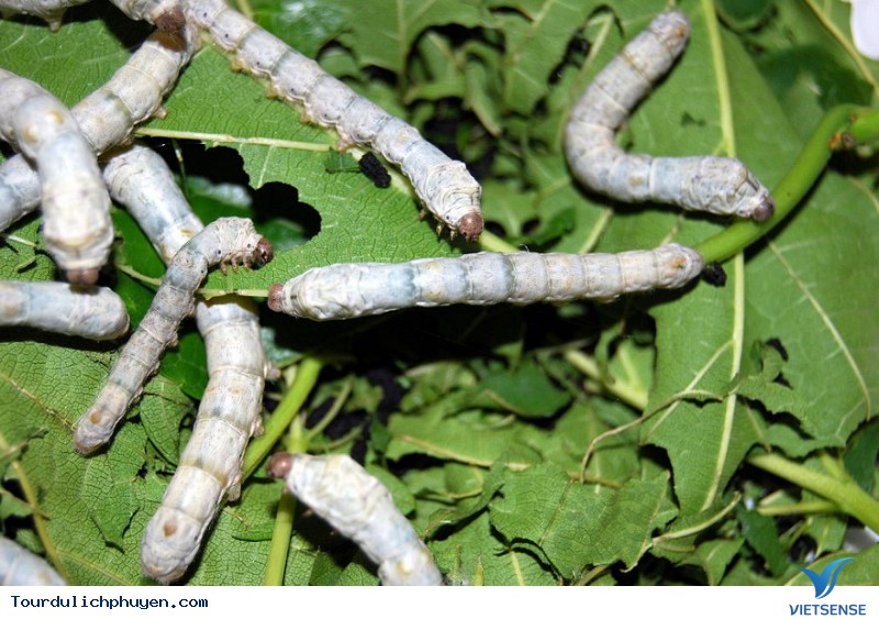 Nguyên liệu đẹp để may áo, không thiếu ở Phú Yên, 2018 - Ảnh 3