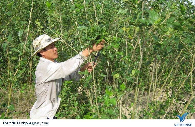 Nguyên liệu đẹp để may áo, không thiếu ở Phú Yên, 2018 - Ảnh 2