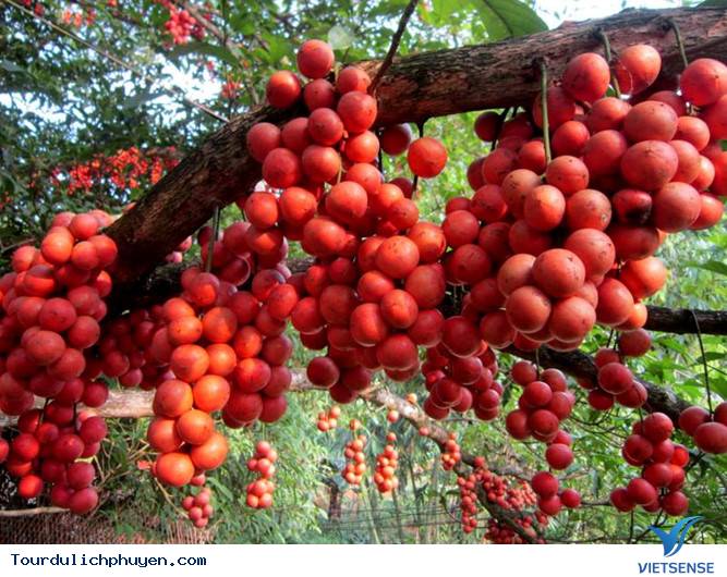 Bạn có biết cây đỏ chín ở trên Cao Nguyên Vân Hòa, Phú Yên là cây gì không - Ảnh 1