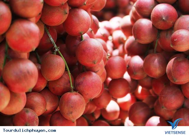 Bạn có biết cây đỏ chín ở trên Cao Nguyên Vân Hòa, Phú Yên là cây gì không - Ảnh 3