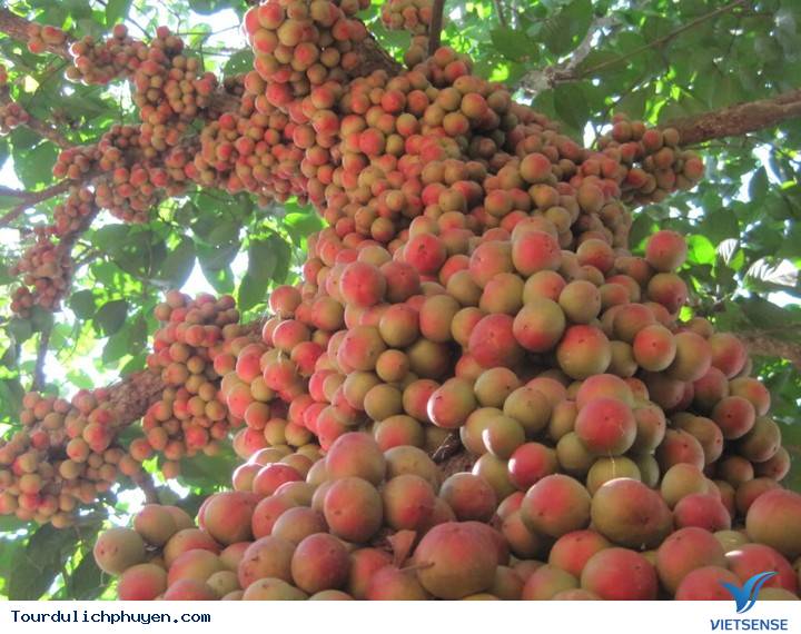 Bạn có biết cây đỏ chín ở trên Cao Nguyên Vân Hòa, Phú Yên là cây gì không - Ảnh 2