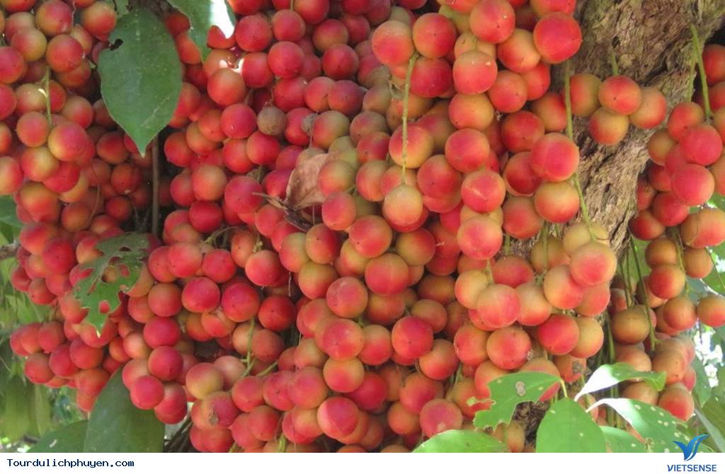 Cao Nguyên Vân Hòa - Ảnh 5