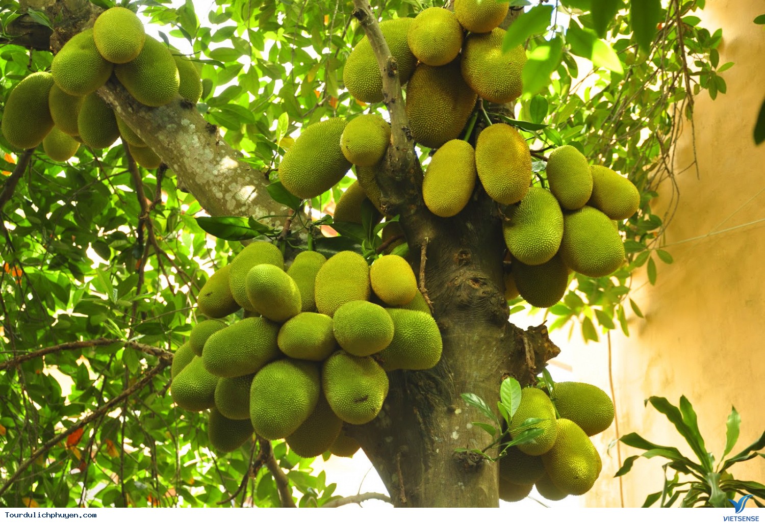 Cao Nguyên Vân Hòa - Ảnh 6