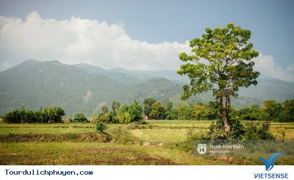 Chùm Ảnh Xứ Hoa Vàng Cỏ Xanh Phú Yên Tuyệt Đẹp Hơn Cả Trong Phim Chùm Ảnh Xứ Hoa Vàng Cỏ Xanh Phú Yên Tuyệt Đẹp Hơn Cả Trong Phim