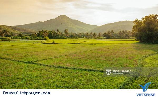 Chùm Ảnh Xứ Hoa Vàng Cỏ Xanh Phú Yên Tuyệt Đẹp Hơn Cả Trong Phim Chùm Ảnh Xứ Hoa Vàng Cỏ Xanh Phú Yên Tuyệt Đẹp Hơn Cả Trong Phim