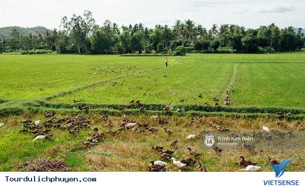 Chùm Ảnh Cho Thấy Phú Yên Ngoài Đời Còn Tuyệt Đẹp Hơn Trong Phim - Ảnh 20 Chùm Ảnh Cho Thấy Phú Yên Ngoài Đời Còn Tuyệt Đẹp Hơn Trong Phim - Ảnh 20