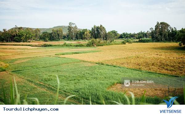 Chùm Ảnh Xứ Hoa Vàng Cỏ Xanh Phú Yên Tuyệt Đẹp Hơn Cả Trong Phim Chùm Ảnh Xứ Hoa Vàng Cỏ Xanh Phú Yên Tuyệt Đẹp Hơn Cả Trong Phim