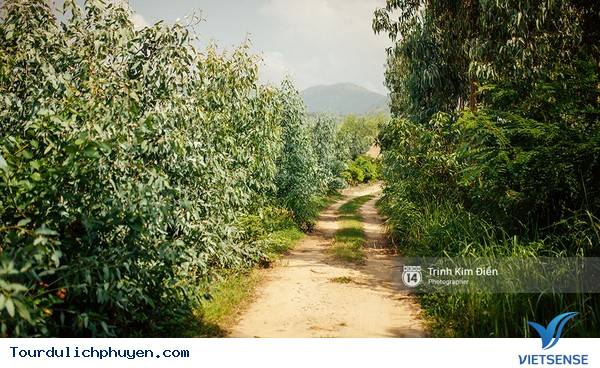 Chùm Ảnh Xứ Hoa Vàng Cỏ Xanh Phú Yên Tuyệt Đẹp Hơn Cả Trong Phim Chùm Ảnh Xứ Hoa Vàng Cỏ Xanh Phú Yên Tuyệt Đẹp Hơn Cả Trong Phim