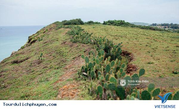 Chùm Ảnh Xứ Hoa Vàng Cỏ Xanh Phú Yên Tuyệt Đẹp Hơn Cả Trong Phim Chùm Ảnh Xứ Hoa Vàng Cỏ Xanh Phú Yên Tuyệt Đẹp Hơn Cả Trong Phim