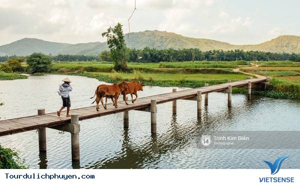 Chùm Ảnh Xứ Hoa Vàng Cỏ Xanh Phú Yên Tuyệt Đẹp Hơn Cả Trong Phim Chùm Ảnh Xứ Hoa Vàng Cỏ Xanh Phú Yên Tuyệt Đẹp Hơn Cả Trong Phim