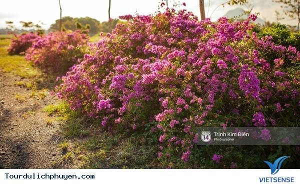 Chùm Ảnh Xứ Hoa Vàng Cỏ Xanh Phú Yên Tuyệt Đẹp Hơn Cả Trong Phim Chùm Ảnh Xứ Hoa Vàng Cỏ Xanh Phú Yên Tuyệt Đẹp Hơn Cả Trong Phim