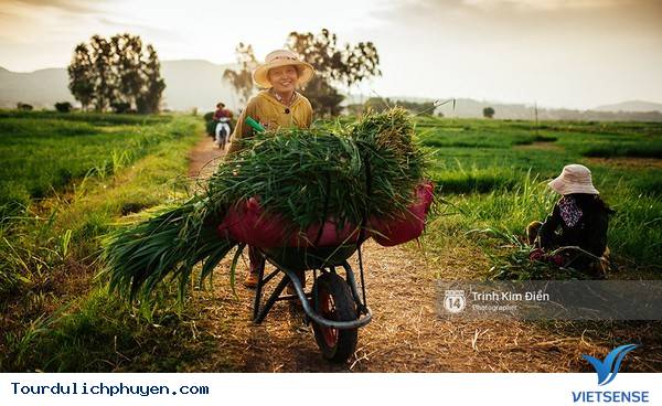 Chùm Ảnh Xứ Hoa Vàng Cỏ Xanh Phú Yên Tuyệt Đẹp Hơn Cả Trong Phim Chùm Ảnh Xứ Hoa Vàng Cỏ Xanh Phú Yên Tuyệt Đẹp Hơn Cả Trong Phim