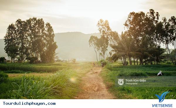 Chùm Ảnh Xứ Hoa Vàng Cỏ Xanh Phú Yên Tuyệt Đẹp Hơn Cả Trong Phim Chùm Ảnh Xứ Hoa Vàng Cỏ Xanh Phú Yên Tuyệt Đẹp Hơn Cả Trong Phim