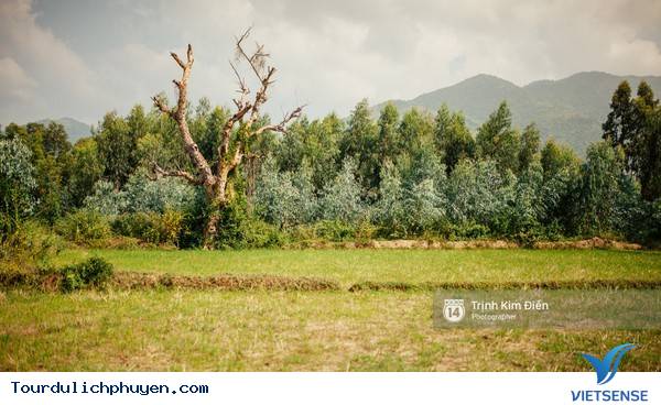 Chùm Ảnh Xứ Hoa Vàng Cỏ Xanh Phú Yên Tuyệt Đẹp Hơn Cả Trong Phim Chùm Ảnh Xứ Hoa Vàng Cỏ Xanh Phú Yên Tuyệt Đẹp Hơn Cả Trong Phim