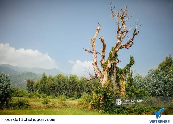 Chùm Ảnh Xứ Hoa Vàng Cỏ Xanh Phú Yên Tuyệt Đẹp Hơn Cả Trong Phim Chùm Ảnh Xứ Hoa Vàng Cỏ Xanh Phú Yên Tuyệt Đẹp Hơn Cả Trong Phim