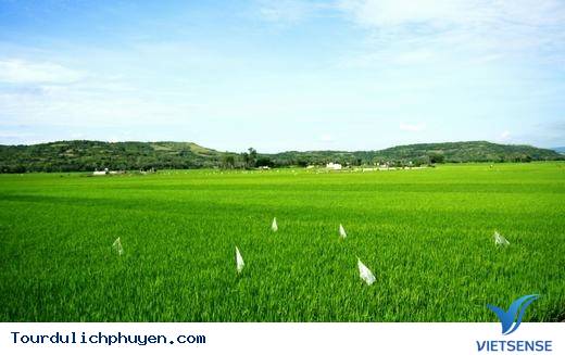 Đến Phú Yên Đi TÌm Vùng Đất Hoa Vàng, Cỏ Xanh Đẹp Như Trong Phim - Ảnh 19