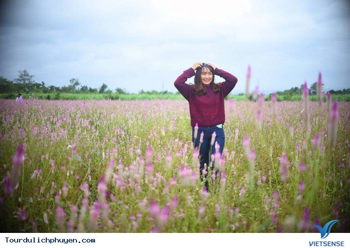 Đẹp yêu kiều cánh đồng hoa dền cát ở Phú Yên - Ảnh 1 Đẹp yêu kiều cánh đồng hoa dền cát ở Phú Yên - Ảnh 1