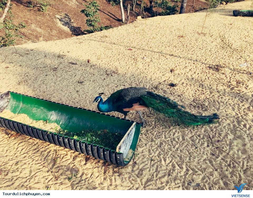 FLC Zoo Safari Park Quy Nhơn - Ảnh 7 FLC Zoo Safari Park Quy Nhơn - Ảnh 7