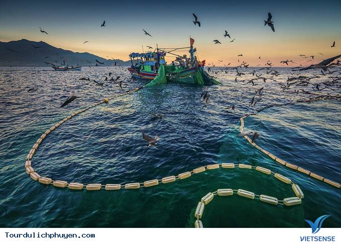 Hóa ra mùa cá cơm ở Phú Yên đẹp đến thế! - Ảnh 1