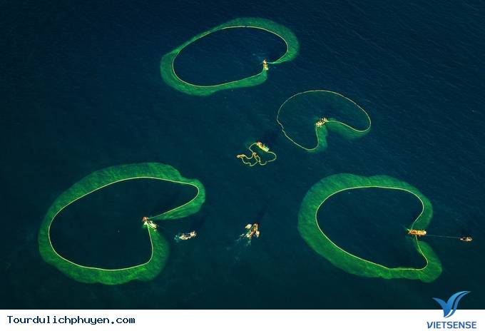 Hóa ra mùa cá cơm ở Phú Yên đẹp đến thế! - Ảnh 4