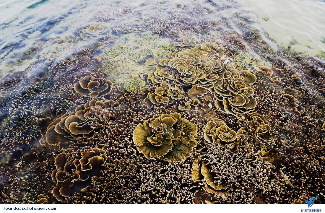 Khám phá vẻ đẹp của Hòn Yến Phú Yên - Ảnh 3