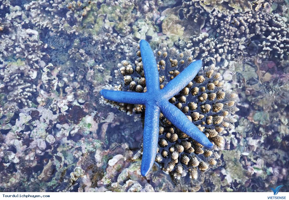 Khám phá vẻ đẹp của Hòn Yến Phú Yên - Ảnh 2