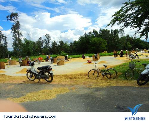 Những cánh đồng lúa chín vàng óng mùa gặt.2