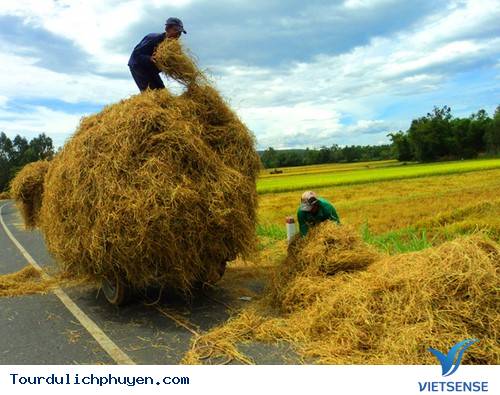 Những cánh đồng lúa chín vàng óng mùa gặt.