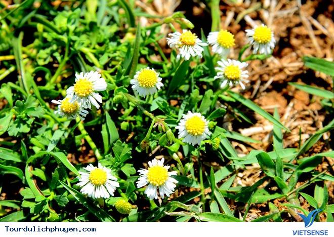 Ngây ngất với vẻ đẹp Phú Yên trong "Tôi Thấy Hoa Vàng Trên Cỏ Xanh" - Ảnh 4 Ngây ngất với vẻ đẹp Phú Yên trong "Tôi Thấy Hoa Vàng Trên Cỏ Xanh" - Ảnh 4