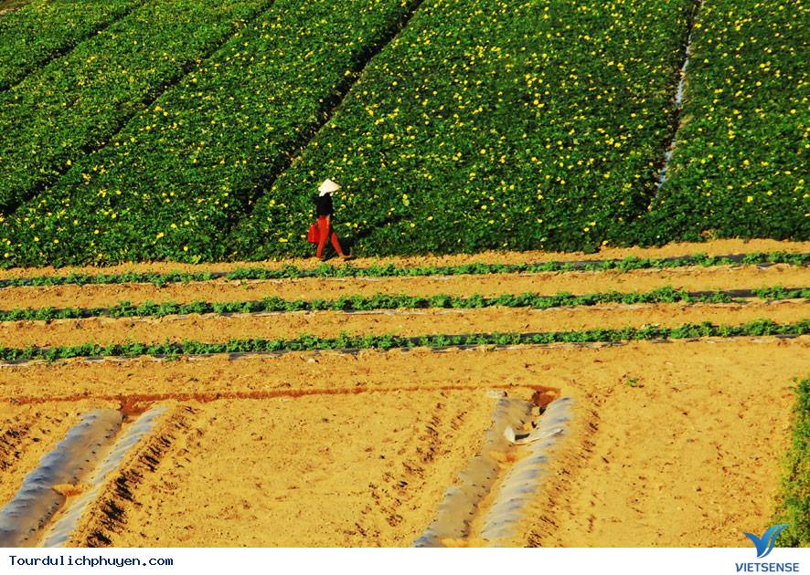 Những Địa Điểm Đẹp Mới Toanh Chưa Chắc Ai Đã Biết Ở Phú Yên - Ảnh 3 Những Địa Điểm Đẹp Mới Toanh Chưa Chắc Ai Đã Biết Ở Phú Yên - Ảnh 3