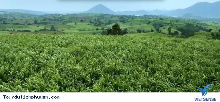 Đồng ruộng huyện Tuy An - Ảnh 4