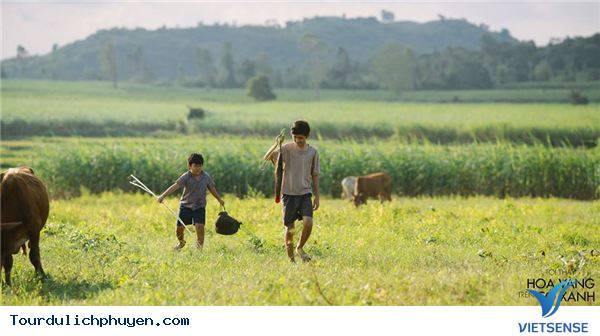 Đồng ruộng huyện Tuy An - Ảnh 1