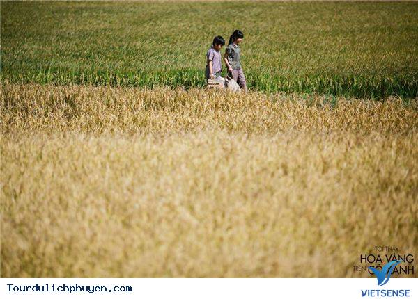 Đồng ruộng huyện Tuy An - Ảnh 2