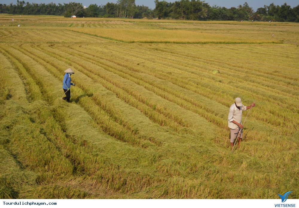 Phú Yên Mùa Lúa Mới - Thơm Nồng Vị Đồng Quê5 Phú Yên Mùa Lúa Mới - Thơm Nồng Vị Đồng Quê
