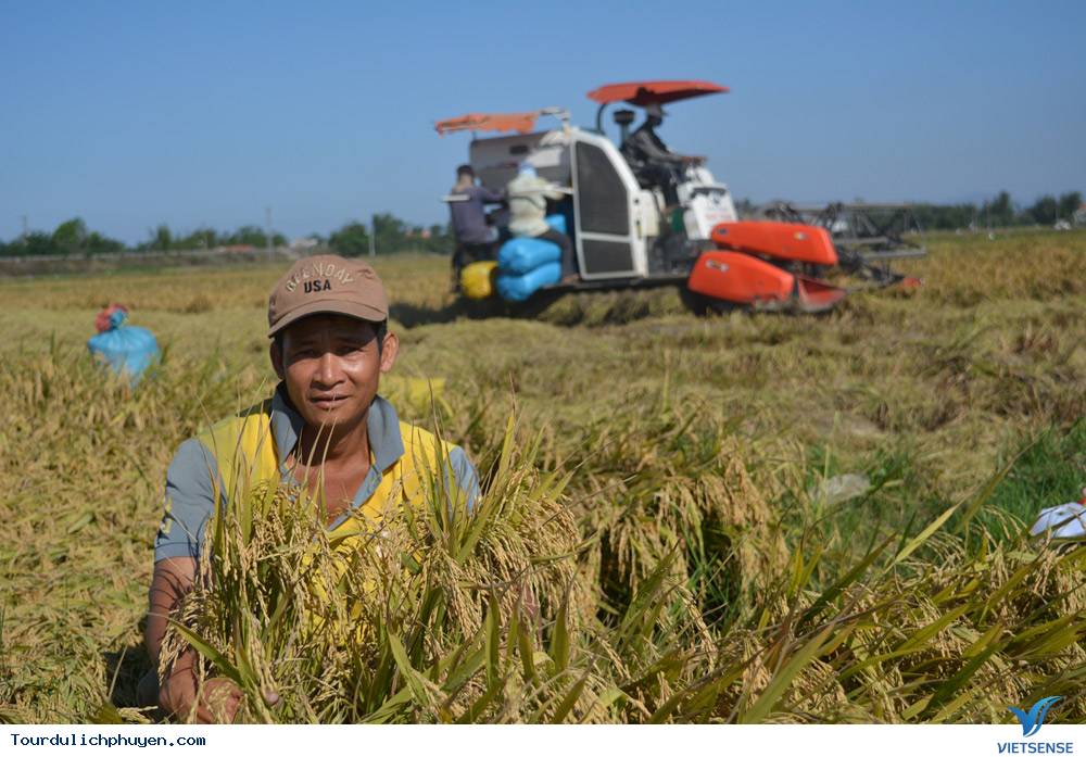Phú Yên Mùa Lúa Mới - Thơm Nồng Vị Đồng Quê2 Phú Yên Mùa Lúa Mới - Thơm Nồng Vị Đồng Quê