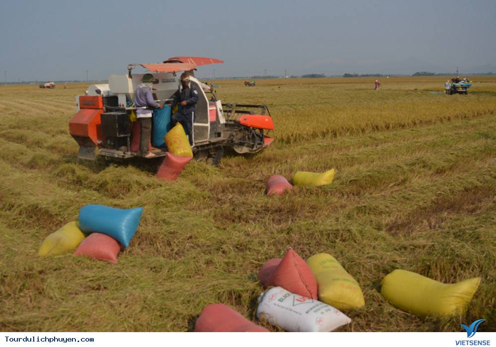 Phú Yên Mùa Lúa Mới - Thơm Nồng Vị Đồng Quê1 Phú Yên Mùa Lúa Mới - Thơm Nồng Vị Đồng Quê
