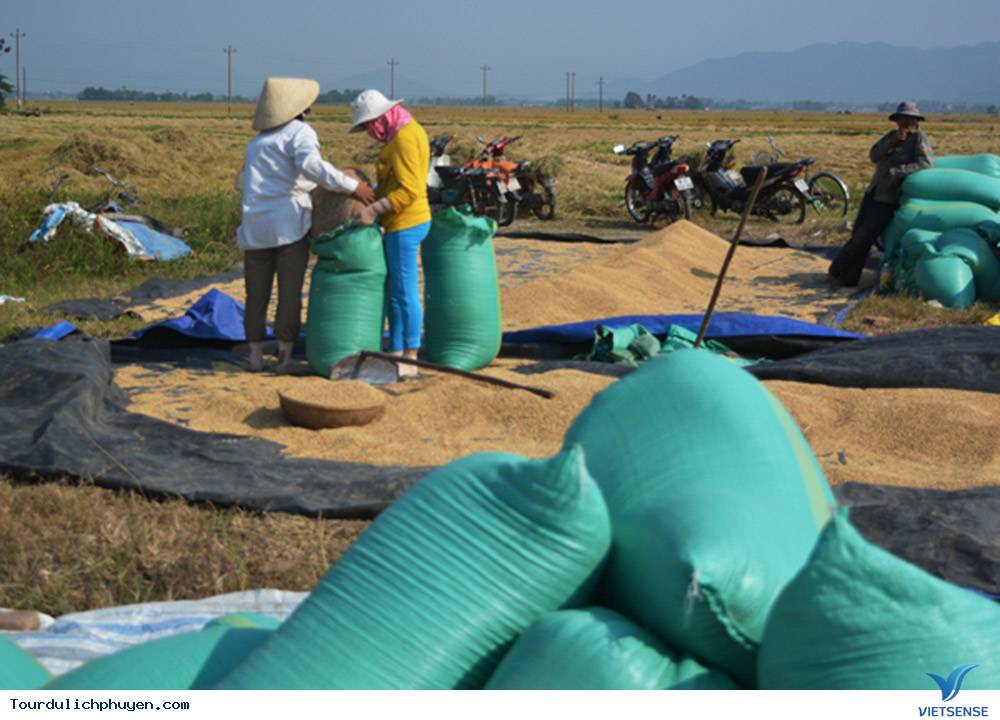 Phú Yên Mùa Lúa Mới - Thơm Nồng Vị Đồng Quê3 Phú Yên Mùa Lúa Mới - Thơm Nồng Vị Đồng Quê
