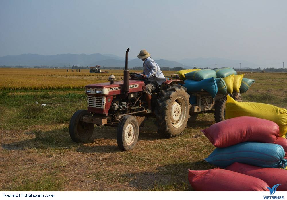 Phú Yên Mùa Lúa Mới - Thơm Nồng Vị Đồng Quê4 Phú Yên Mùa Lúa Mới - Thơm Nồng Vị Đồng Quê