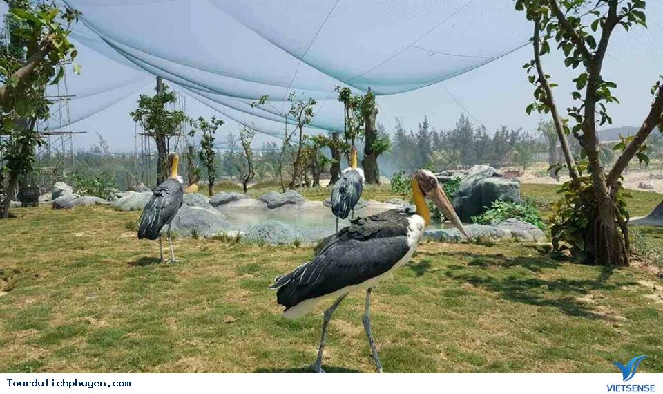 Safari Park - Điểm Đến Mới Cho Chuyến Đi Khám Phá Quy Nhơn - Ảnh 3